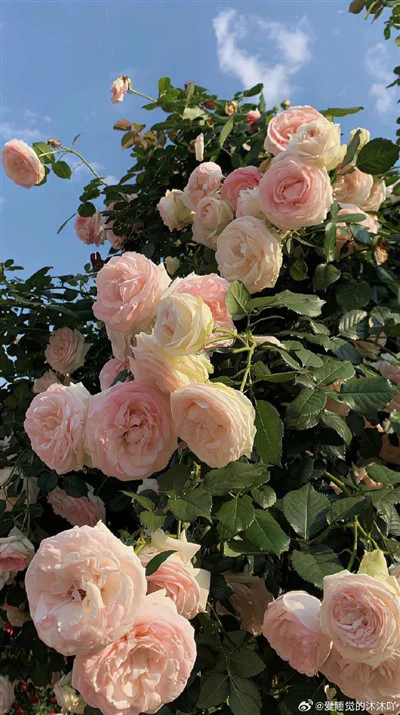 قارب الكوارتز