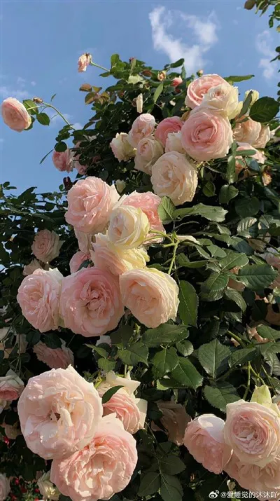 حاقن الكوارتز